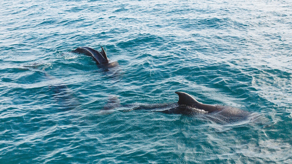 Panama City Beach Boat Tours – photo 2 of 5
