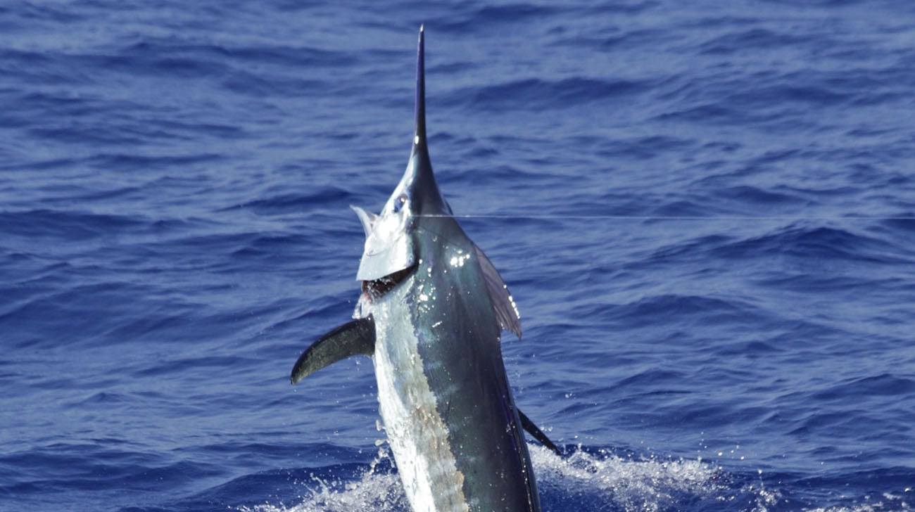 Humdinger Sportfishing – photo 4 of 5