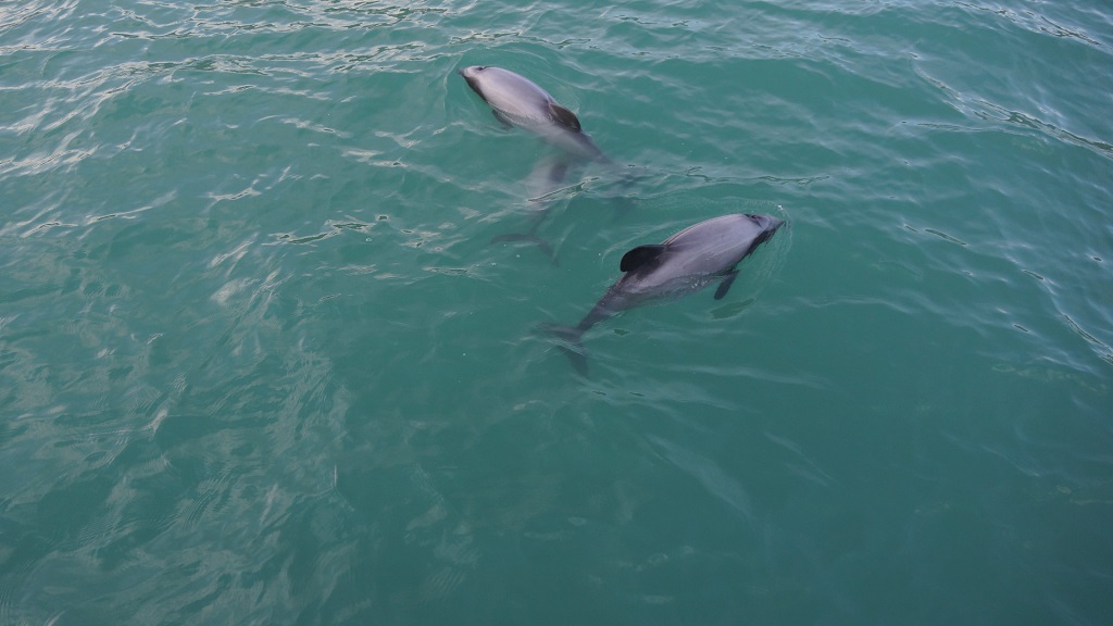 Panama City Beach Boat Tours – photo 4 of 5